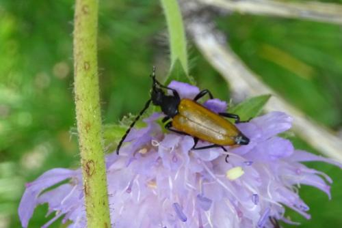 Stictoleptura sp.
